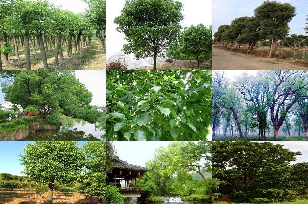 18公分香樟树价格36条介绍1663863993078