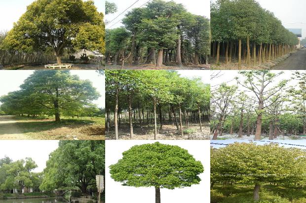12公分香樟树多少钱一颗28条介绍，来看看有哪些1664123284216