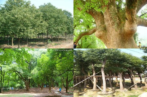 香樟树12公分多少钱-必看31条小知识1664555336137