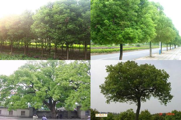 香樟树15公分价格-必看34条小知识1664641944770