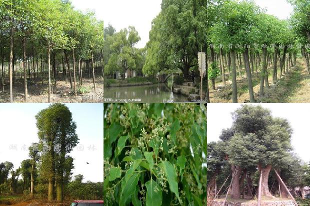 25公分香樟树基地17条介绍，你知道么？1664728251088