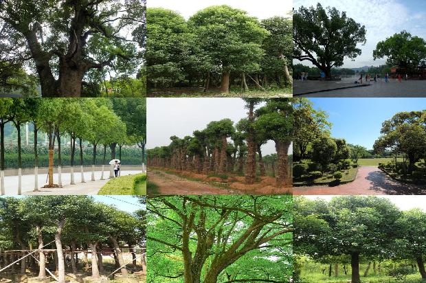 香樟树20公分要长几年21条介绍，你知道么？1665159759446