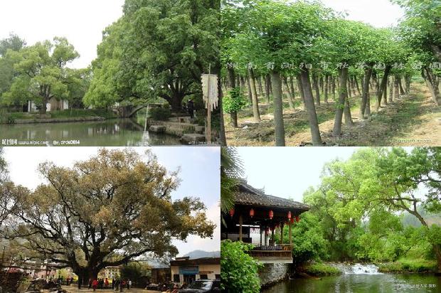 香樟树16公分报价35条介绍，来看看有哪些1665333422780