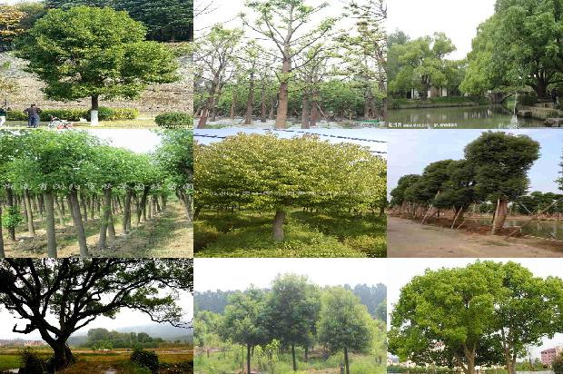 直径30公分的香樟树多少钱一颗37条介绍，你知道么？1665506288253