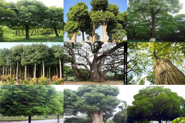 直径30公分的香樟树多少钱一颗37条介绍，你知道么？1665506288265