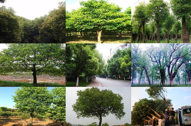 直径30公分的香樟树多少钱一颗37条介绍，你知道么？1665506288271