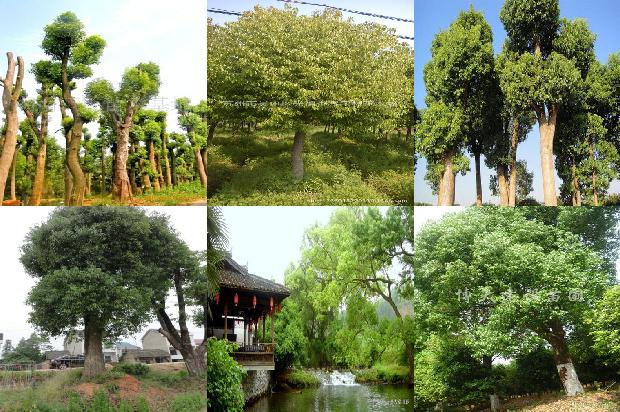 直径30公分的香樟树多少钱一颗37条介绍，你知道么？1665506288277