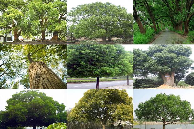 香樟树的一年四季的变化19条介绍，来看看有哪些1665679007558