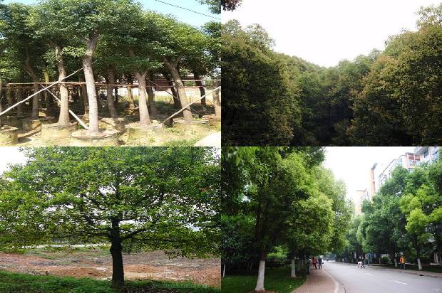香樟树35公分多少报价35条介绍，来看看有哪些1666369307322