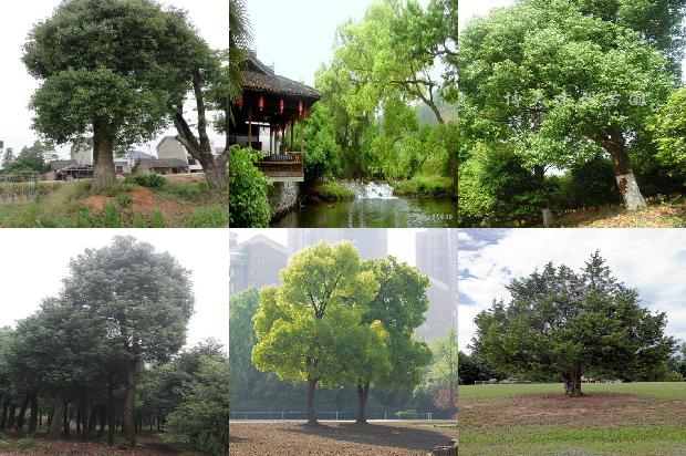 香樟树15公分多少钱30条介绍，一定要看！1666455681744