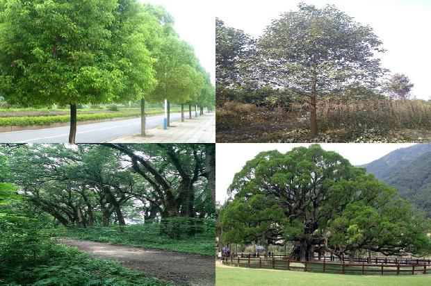 香樟树15公分多少钱30条介绍，一定要看！1666455681750