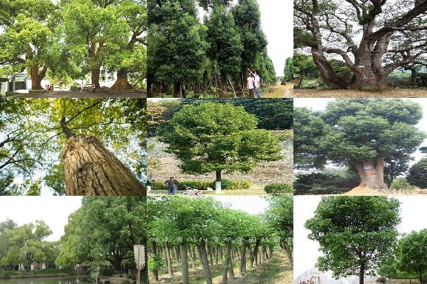 6公分香樟树报价-必看19条小知识1666542139104