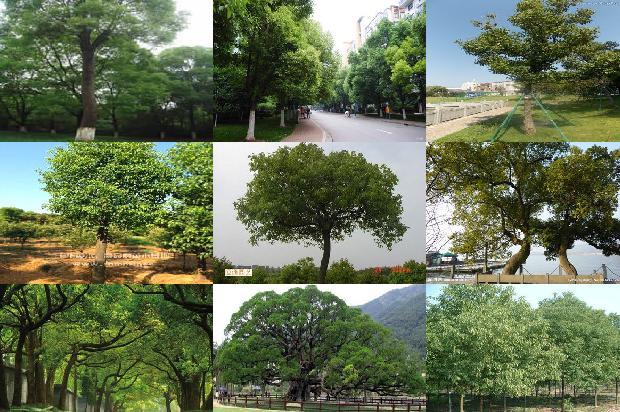 二十公分香樟树多少钱一棵24条介绍1666800447559