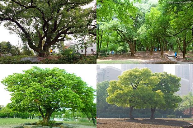 香樟树多少钱一棵30条介绍1668400982197