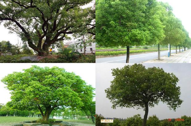 大香樟树多少钱23条介绍，一定要看！1668754894840