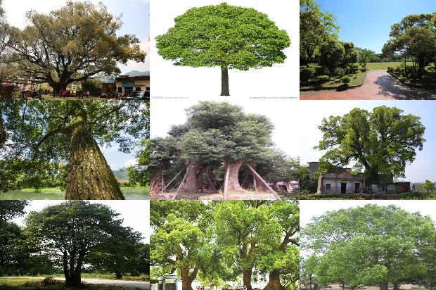 香樟树一颗多少钱36条介绍，你知道么？1668930865454