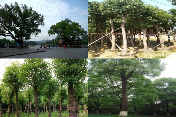 18公分香樟树基地36条介绍1668930908546