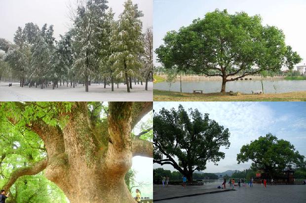 香樟树又名是不是叫樟树17条介绍1669335023359
