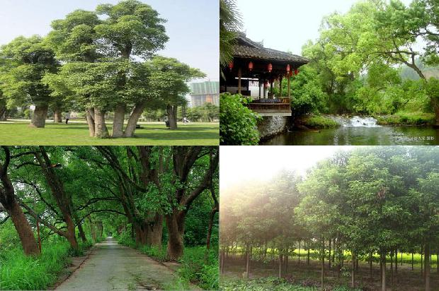 和香樟树很像的行道树21条介绍,来看看有哪些1669421526634 和香樟树很像的行道树21条介绍,来看看有哪些1669421526634