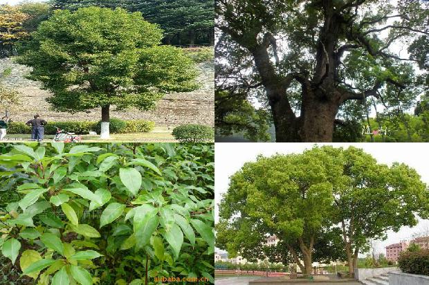 和香樟树很像的行道树21条介绍,来看看有哪些1669421526640 和香樟树很像的行道树21条介绍,来看看有哪些1669421526640