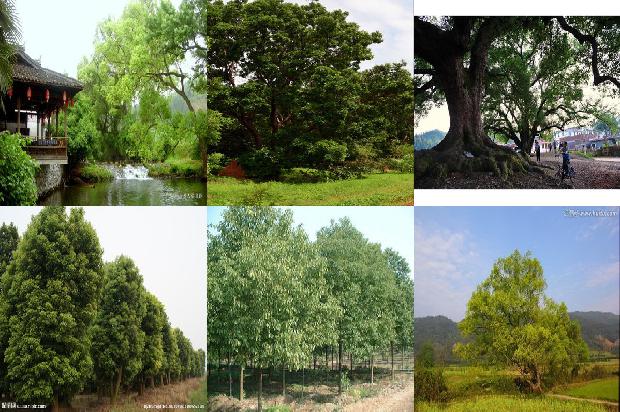 和香樟树很像的行道树21条介绍,来看看有哪些1669421526646 和香樟树很像的行道树21条介绍,来看看有哪些1669421526646