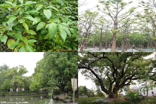 20年的香樟树价格36条介绍，你知道么？1669702907261