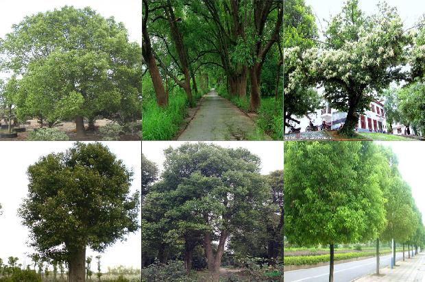 20年的香樟树价格36条介绍，你知道么？1669702907267