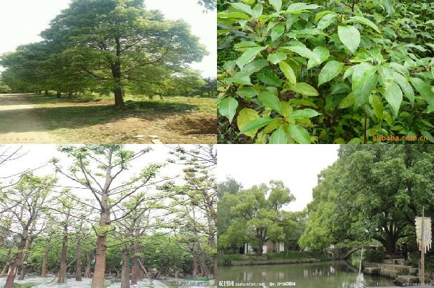 香樟树长得快不快17条介绍，你知道么？1669960500175