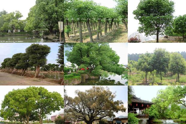 香樟树长得快不快17条介绍，你知道么？1669960500187