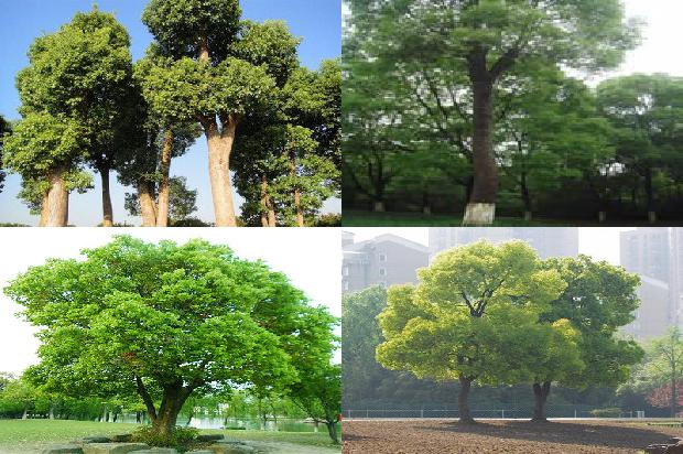 香樟树60公分多少价16条介绍1670199138171