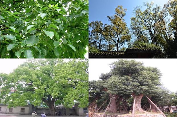 香樟树有什么药用价值1673113225208
