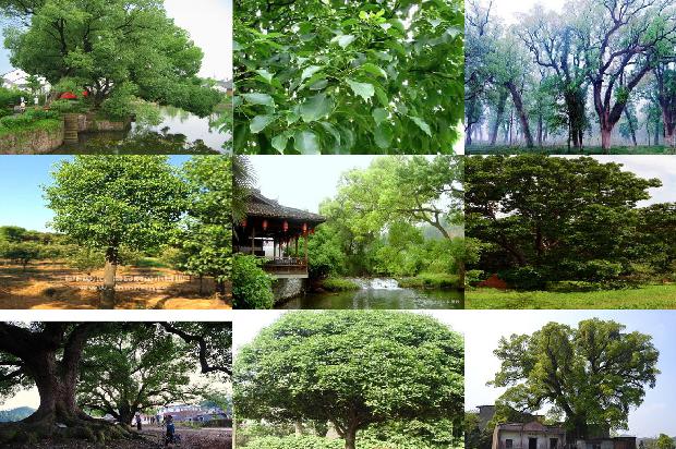 香樟树容易得什么病1673113307291