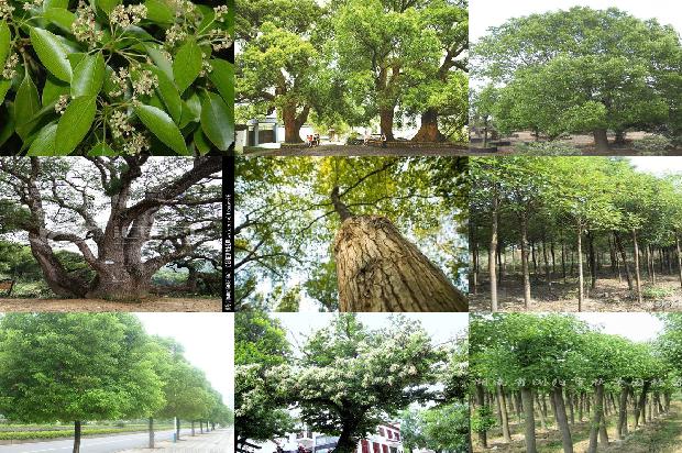 香樟树的经济效益1673113361023