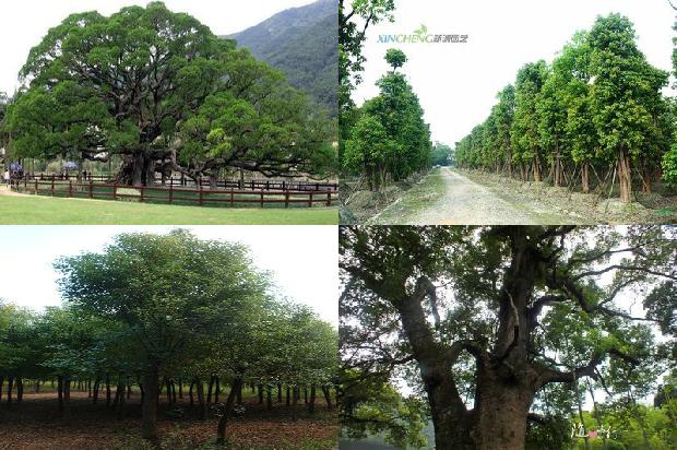 坟前栽香樟树好不好1673113381775