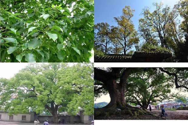 坟前有香樟树好吗1673113421741