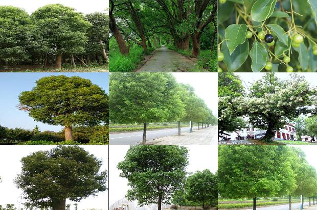 香樟树上的害虫1673113461258