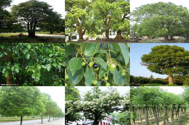 香樟树里的芳芳1673113691288