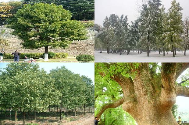 丛生多杆香樟树1673113715894