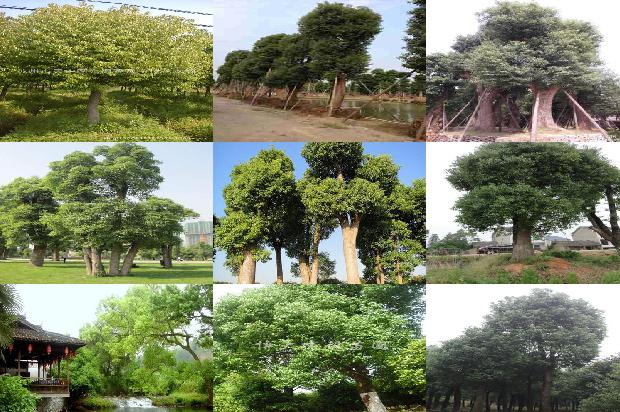 香樟树适应在什么地方1673113756027