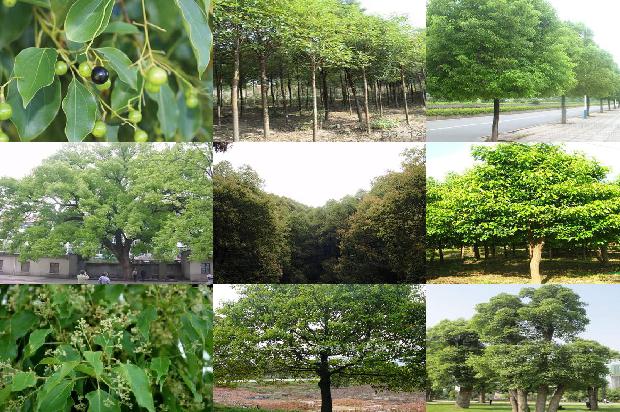 香樟树哪里有卖1673113850751