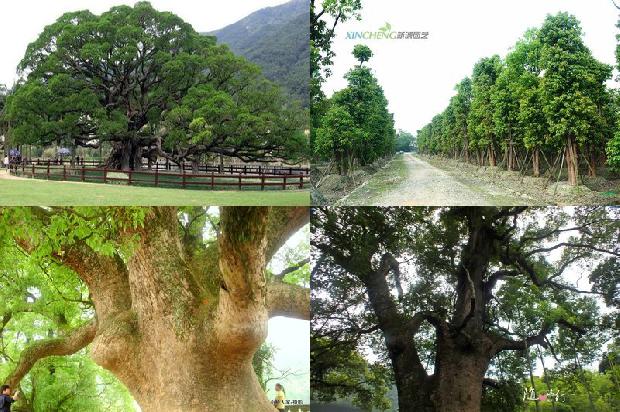 香樟树茶台价值1673113894494