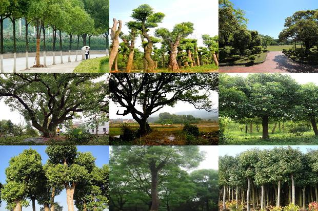 香樟树是常绿树吗1673114424012