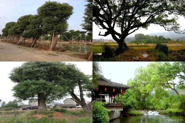香樟树是常绿树吗1673114424024
