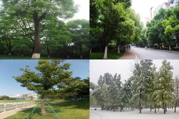 有收香樟树的吗1673114470047