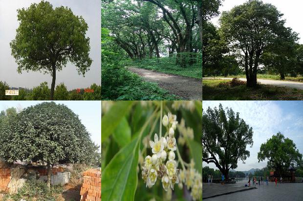 香樟树灵芝一斤多少元1673114606348