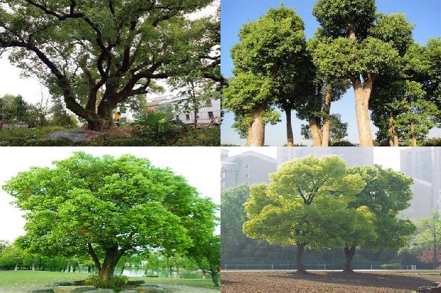 樟树是不是香樟树1673114958609