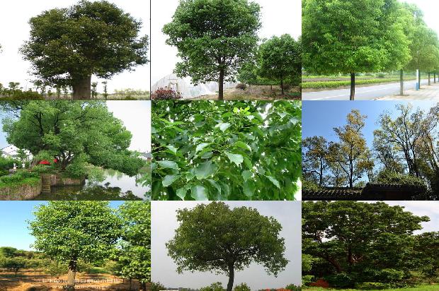 樟树是不是香樟树1673114958615