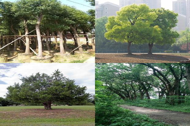5公分香樟树价格1673114970260