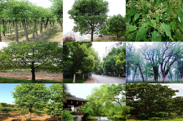 现在香樟树价格1673115028366