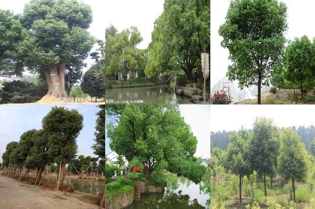 香樟树司马小衫1673115177942